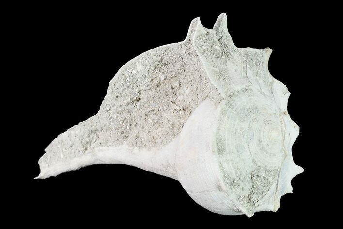 Pliocene Whelk (Busycon) Fossil - Florida #146162